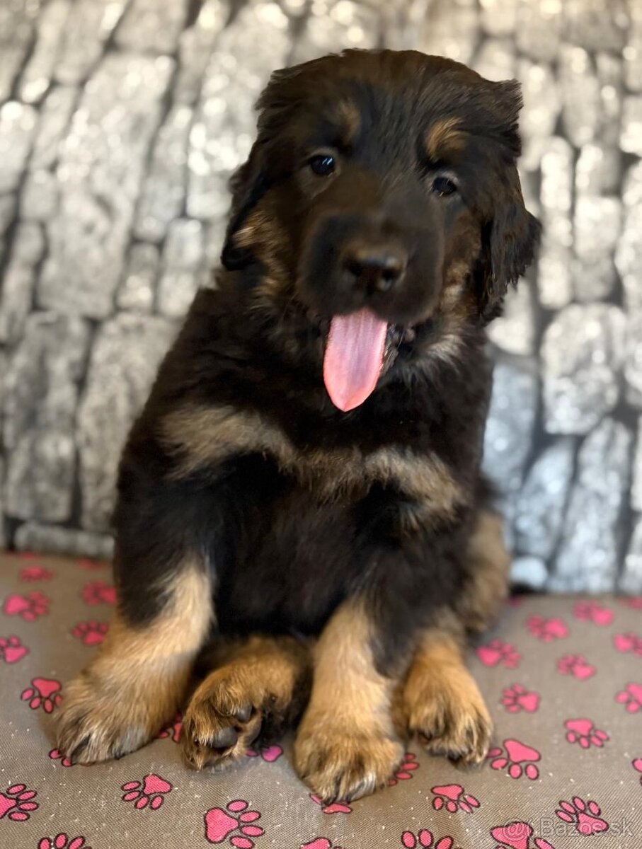 Nabídka hovawartích štěňat s PP - štěňata - 4