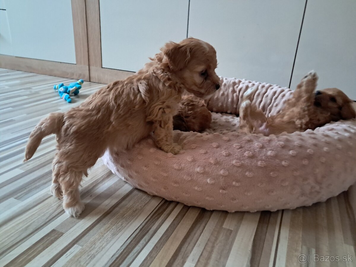 Maltipoo šteniatka - 4