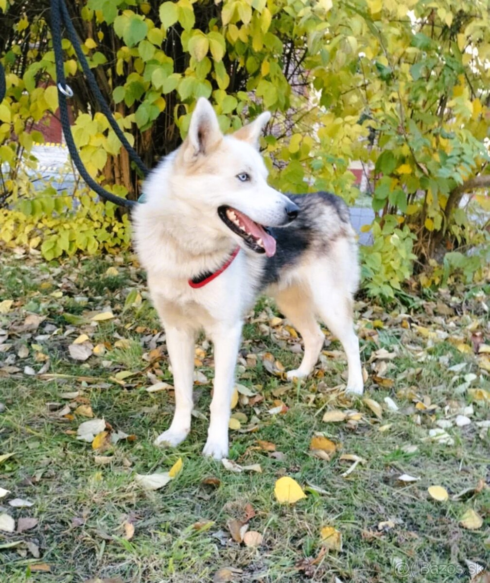 Darujem super spoločníka Axela - mix sibírsky husky - 4