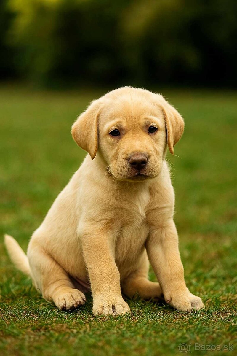 šteniatka labrador a IHNEĎ - 4
