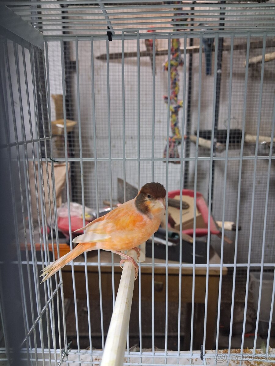 Kanáriky - 4