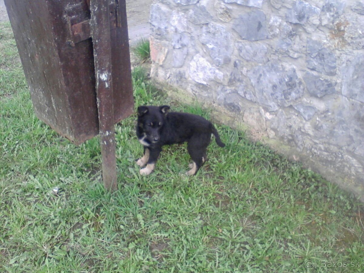 Darujem psíka - 4