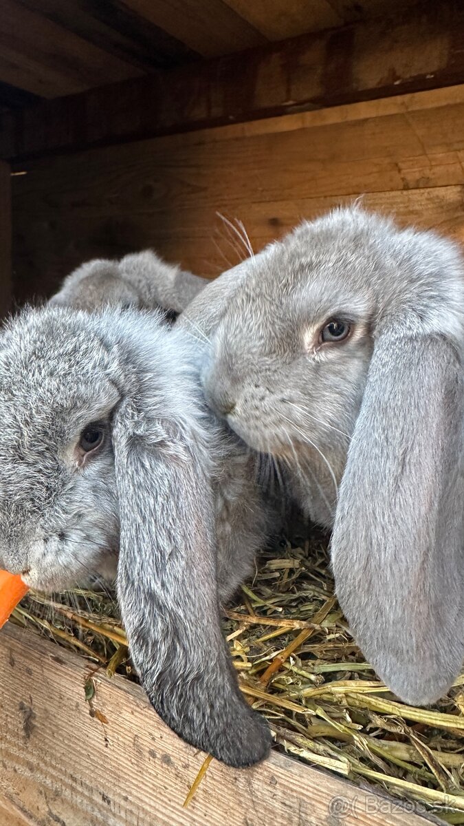 Králiky ( francúzsky baran ) - 4