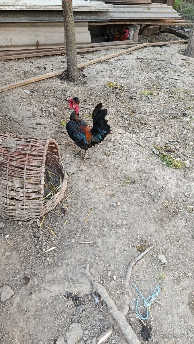 Predám kohútika liliputana - 4