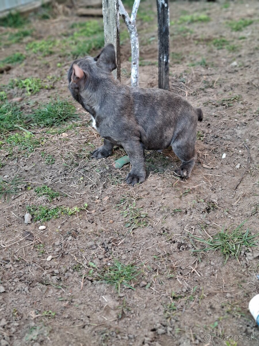 Francúzsky buldoček modrý - 4