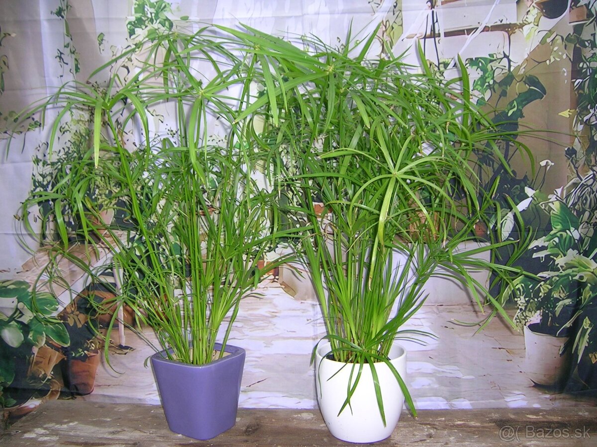 Šachor striedavolistý - Umbrella papyrus - 4