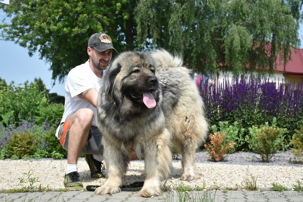 Kaukazský ovčiak - 4