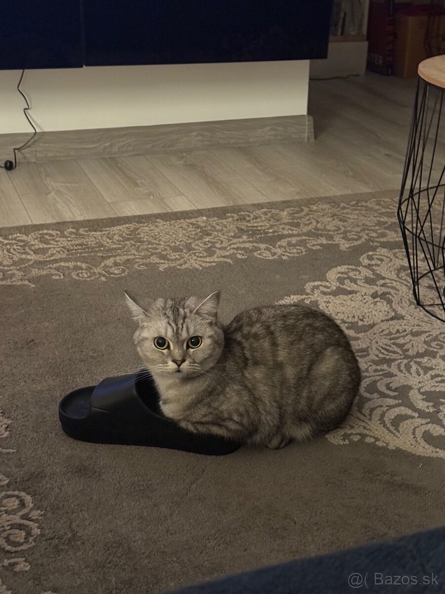 Darujeme mačičku - 4