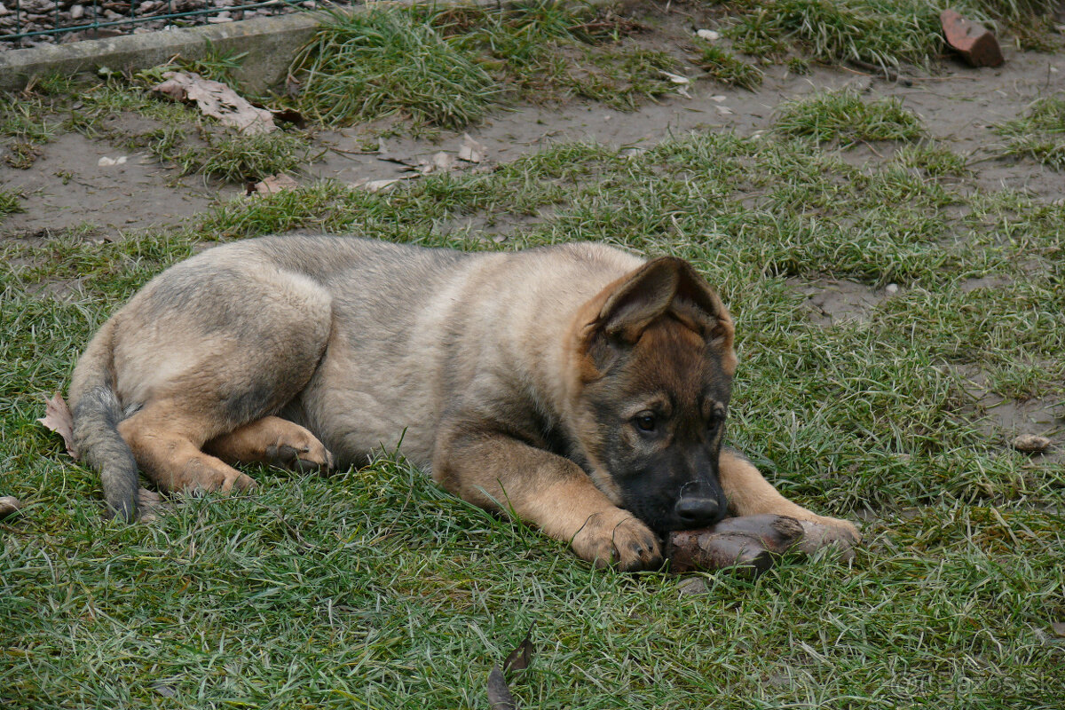 Šteniatka Nemeckého ovčiaka s PP- pracovné - 4