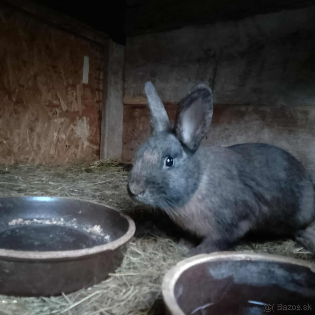 Predám zajace - 4