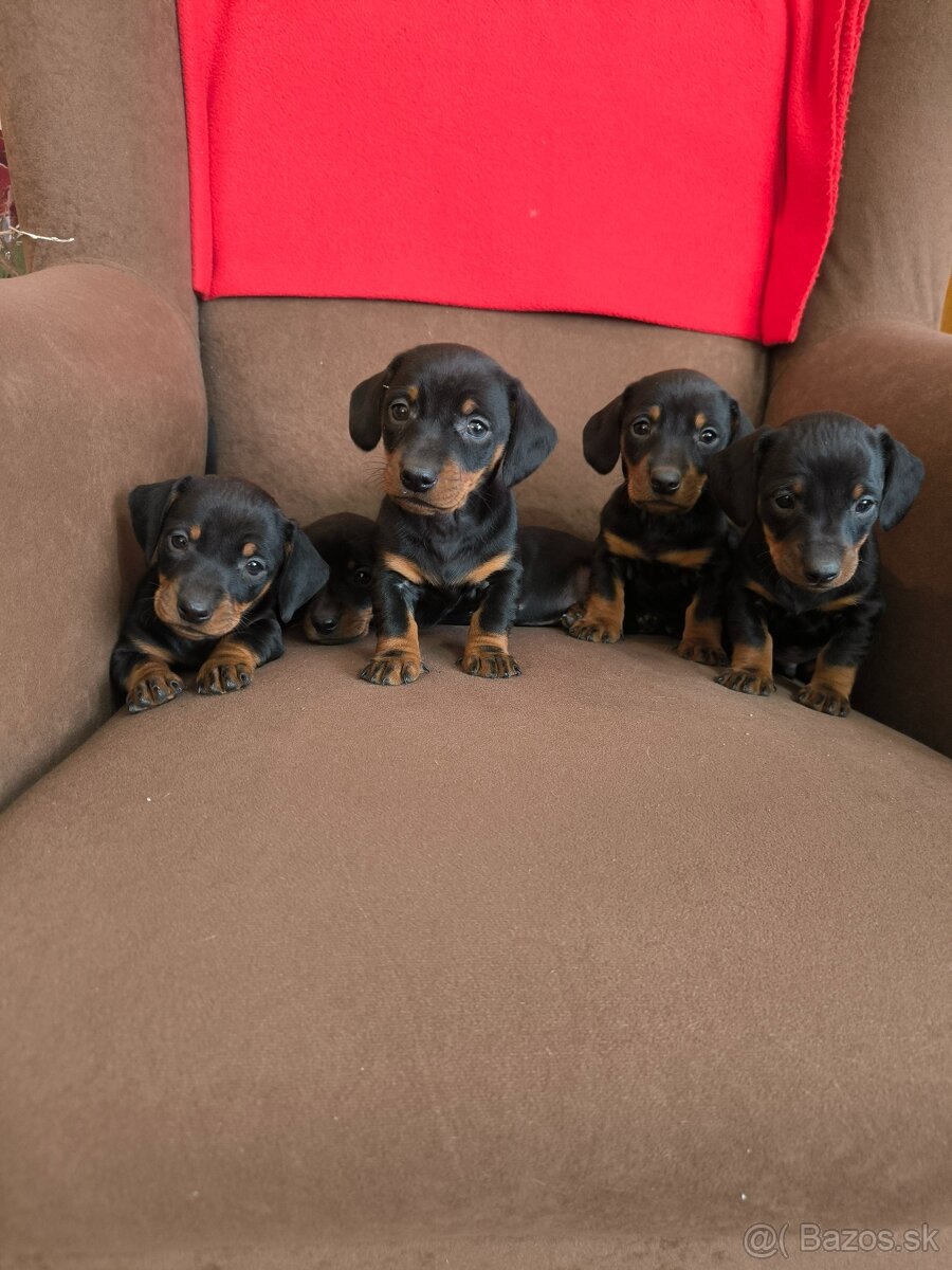 Jazvečík krátkosrstý - 4