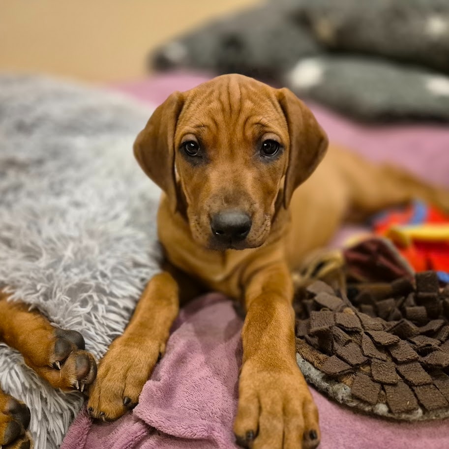 Rhodesian Ridgeback - vymazlená štěňátka s PP - 4