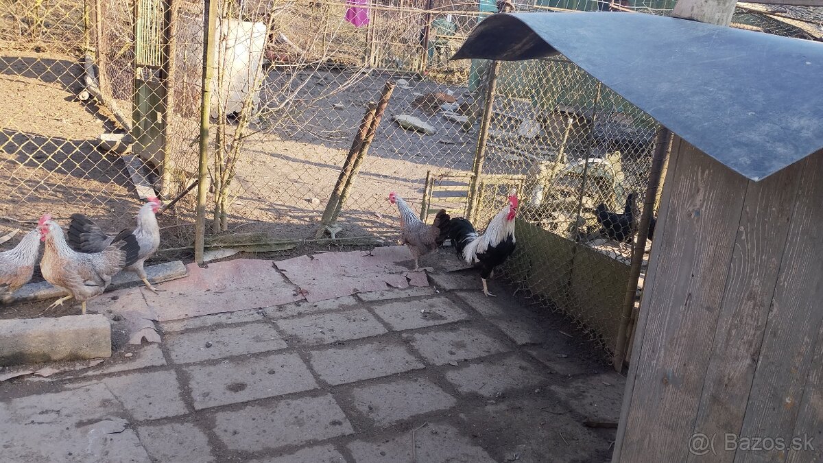 Vlaska striebornokrka - 4