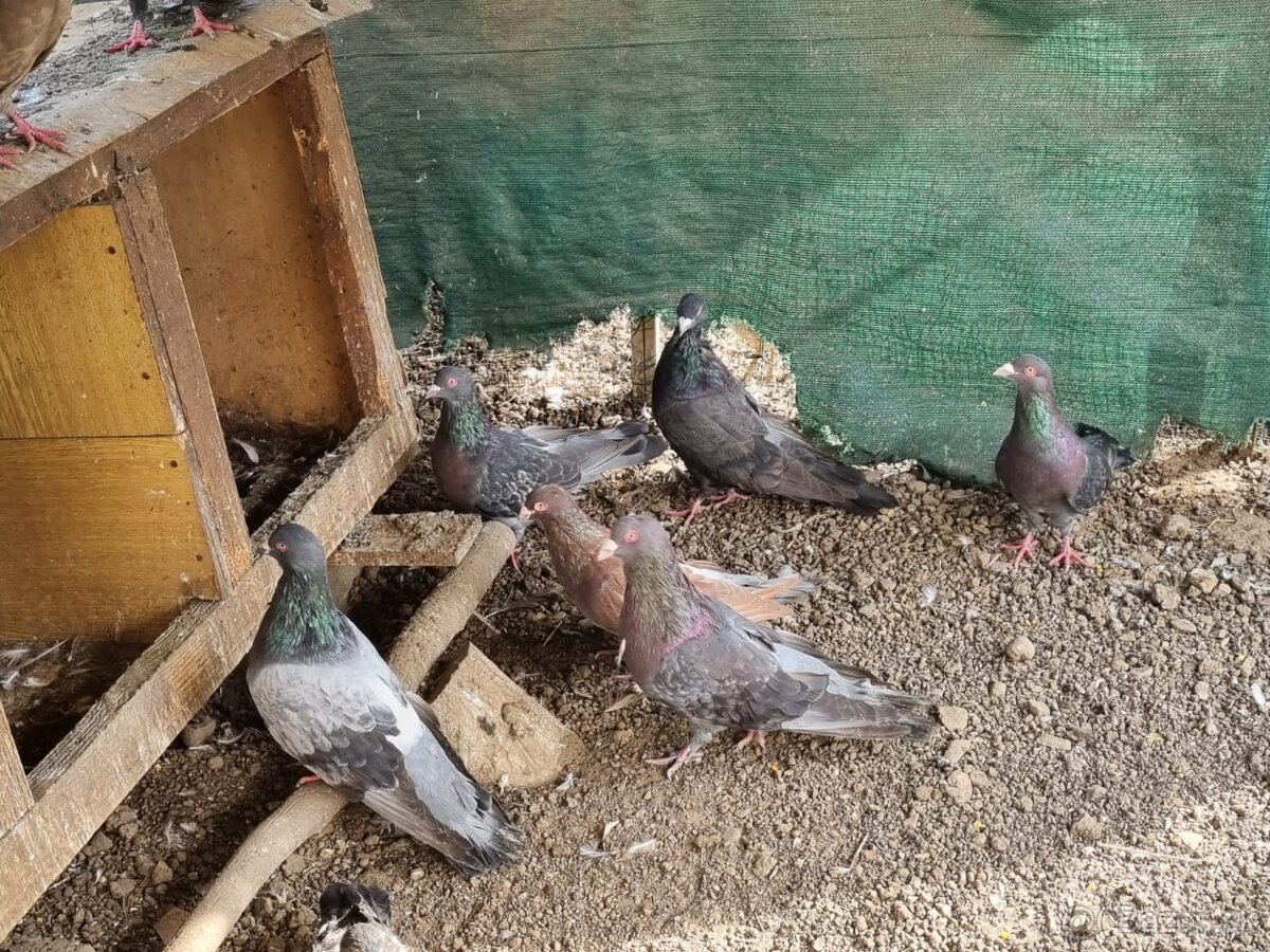 Holub ryman , hohub pávik - 4