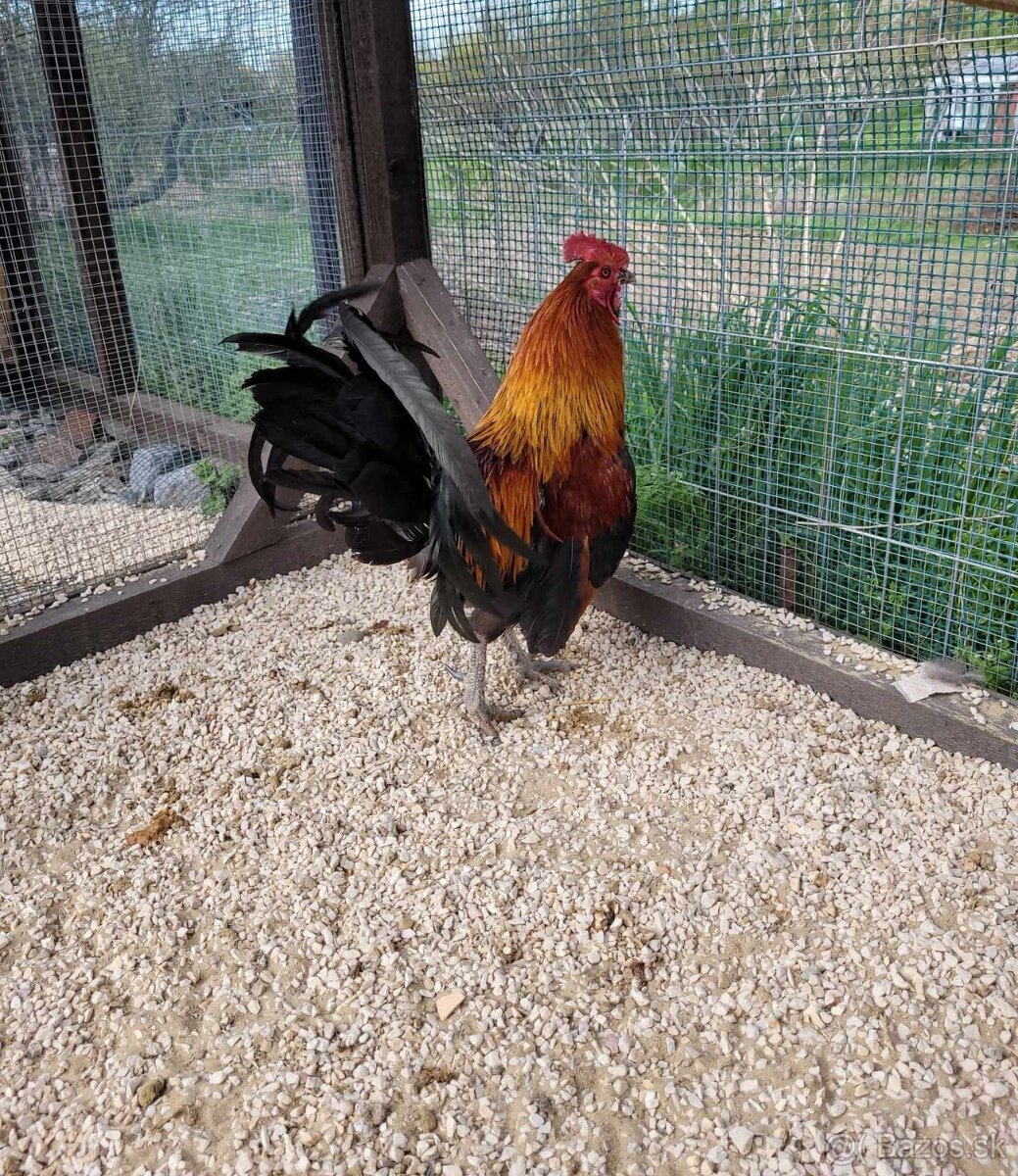 Kur bankivský - predám tohtoročný odchov - 4