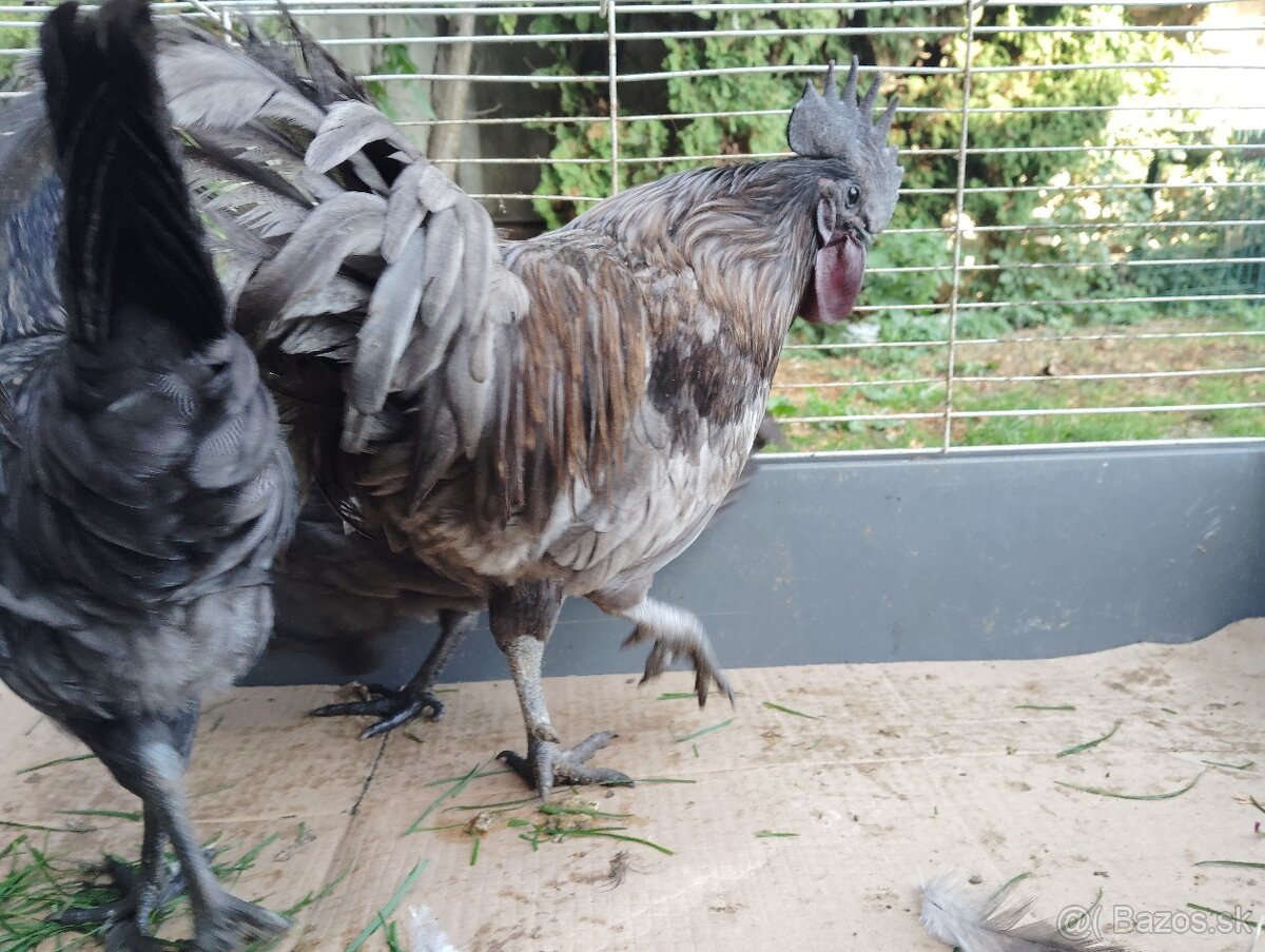 Predám ayam cenami modré - 4