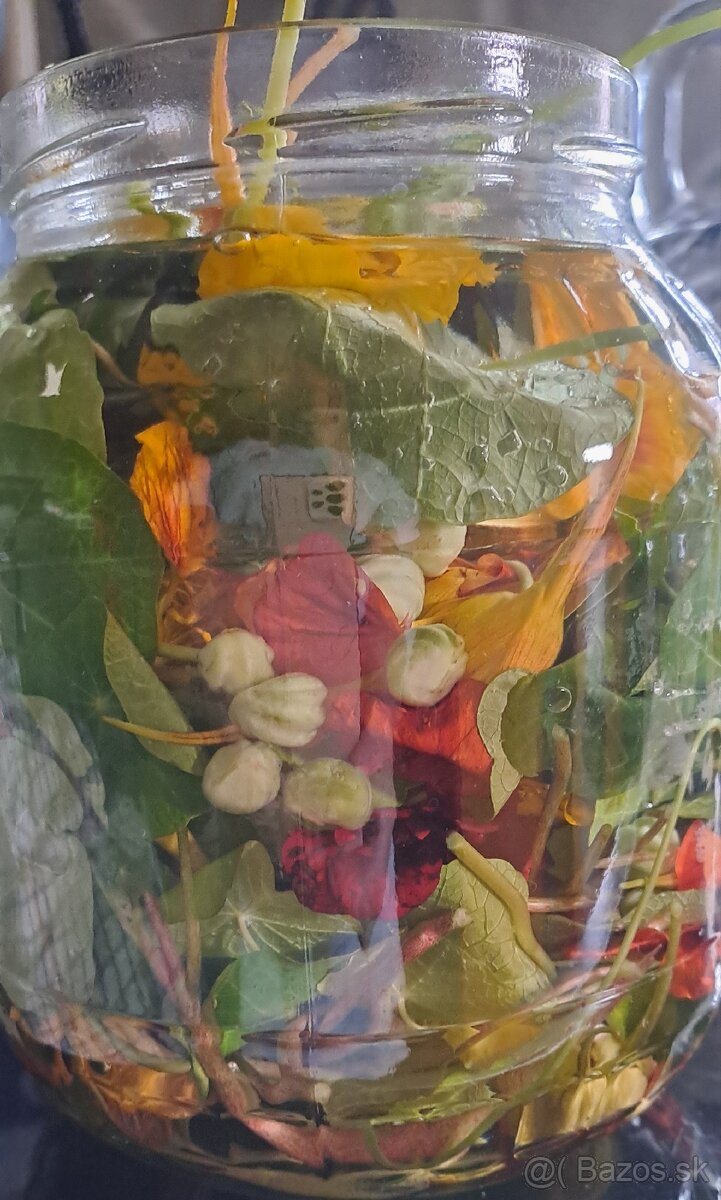 Kapucínka - tinktúra - 4