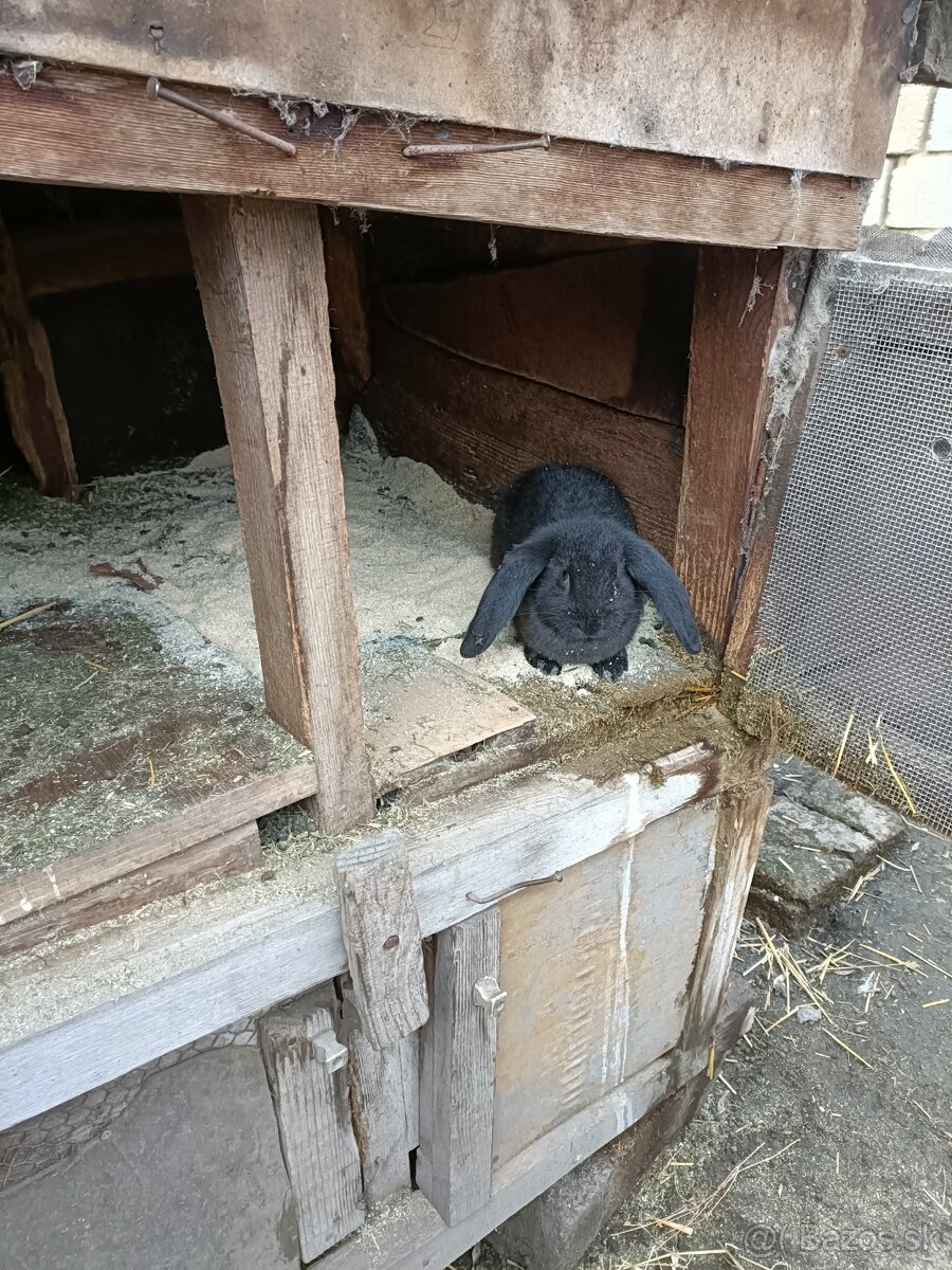 Predám králiky - 4