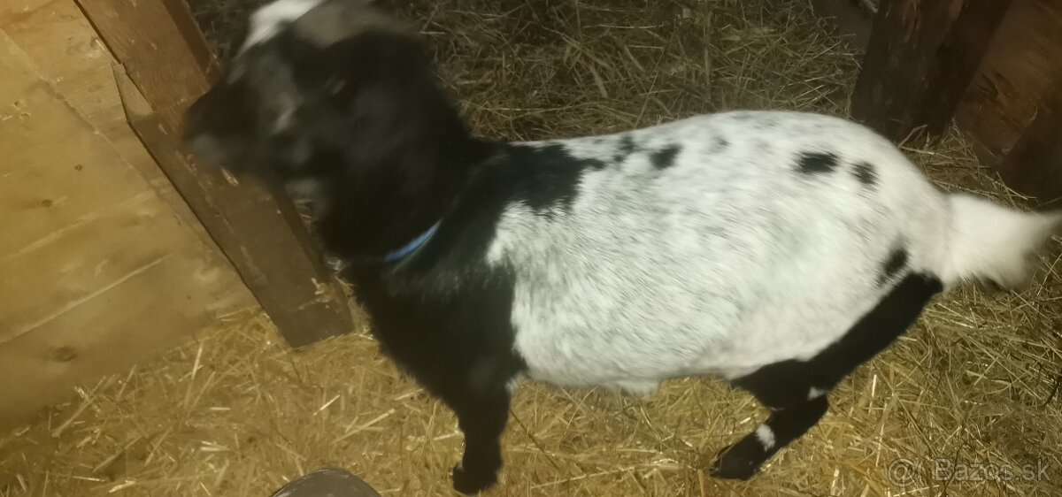 Predám kozy - 4