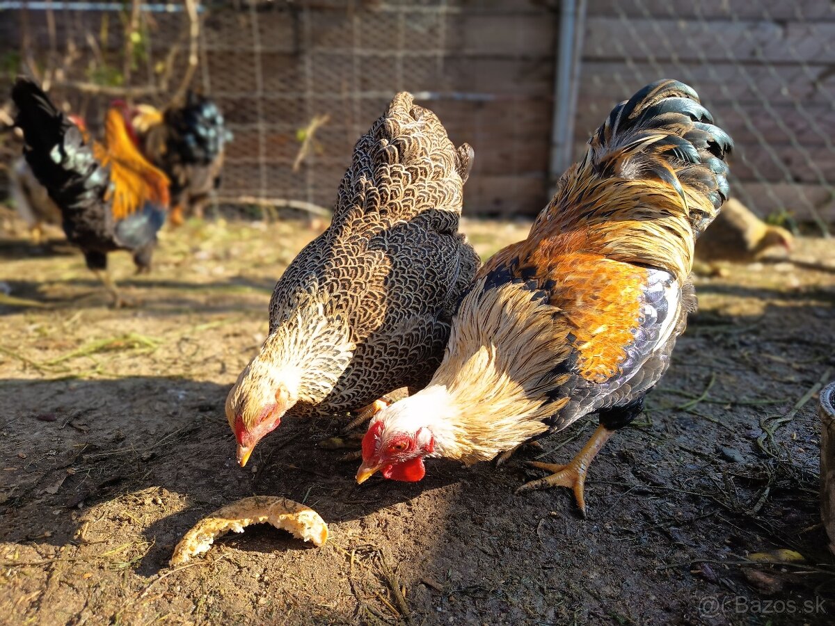 Predám kohuty - 4