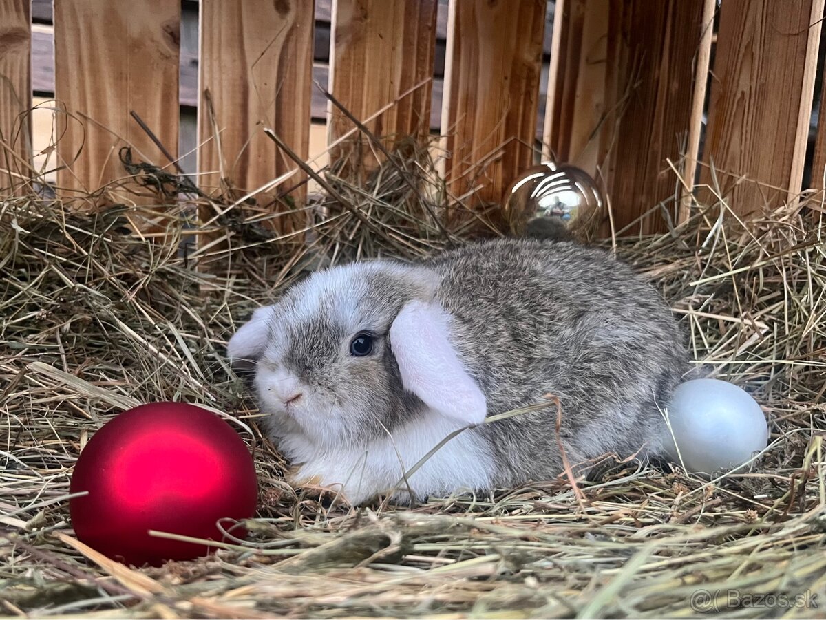 Zakrslý baranček (Minilop) - 4