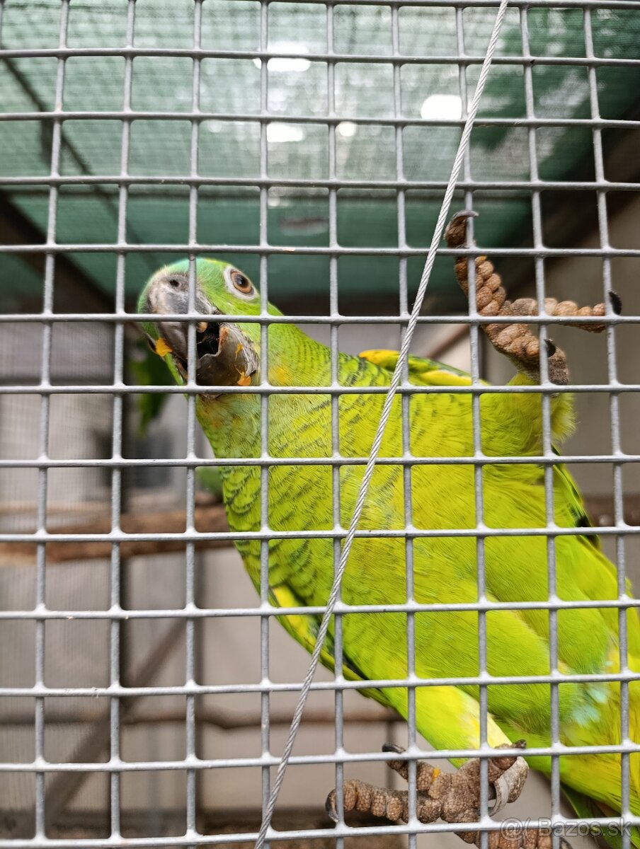 Amazonan modročeli - 4