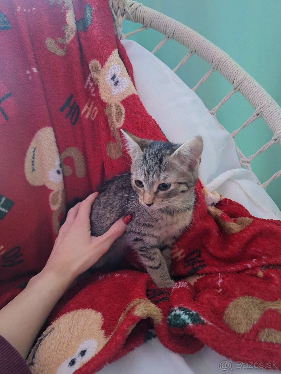 Darujem za veterinárne poplatky - 4