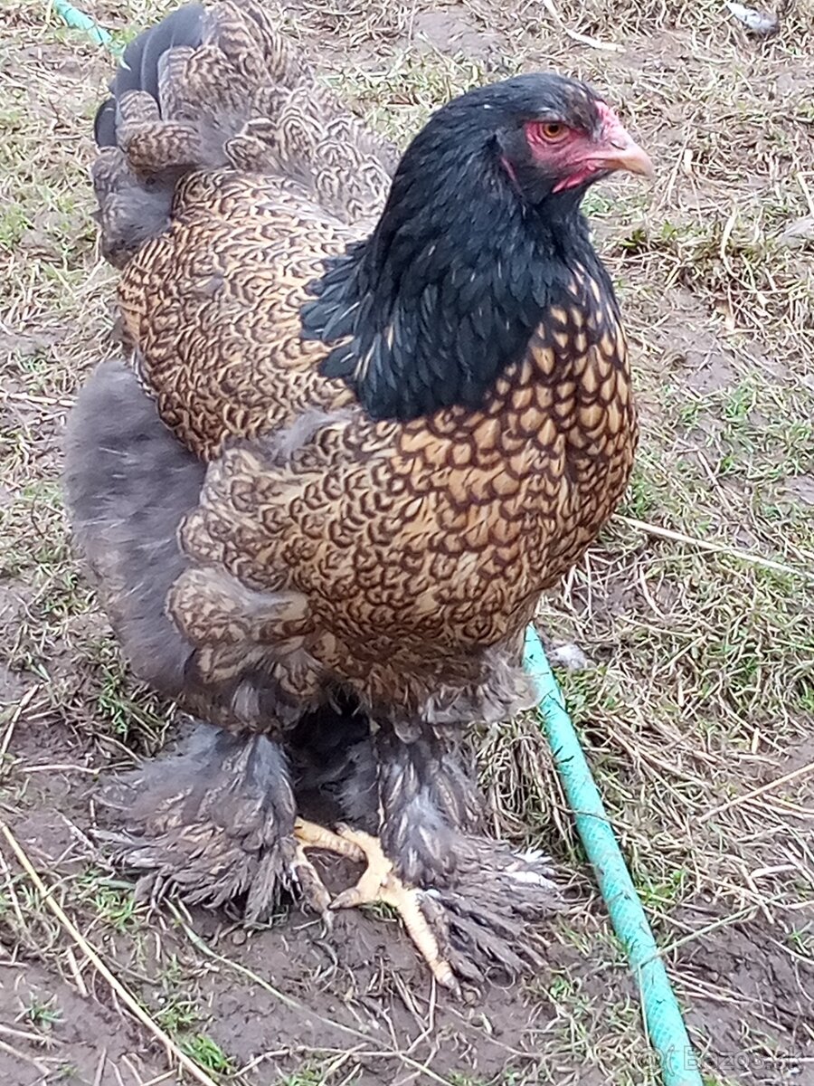 Brahmanka zlato čierna vajcia - 4