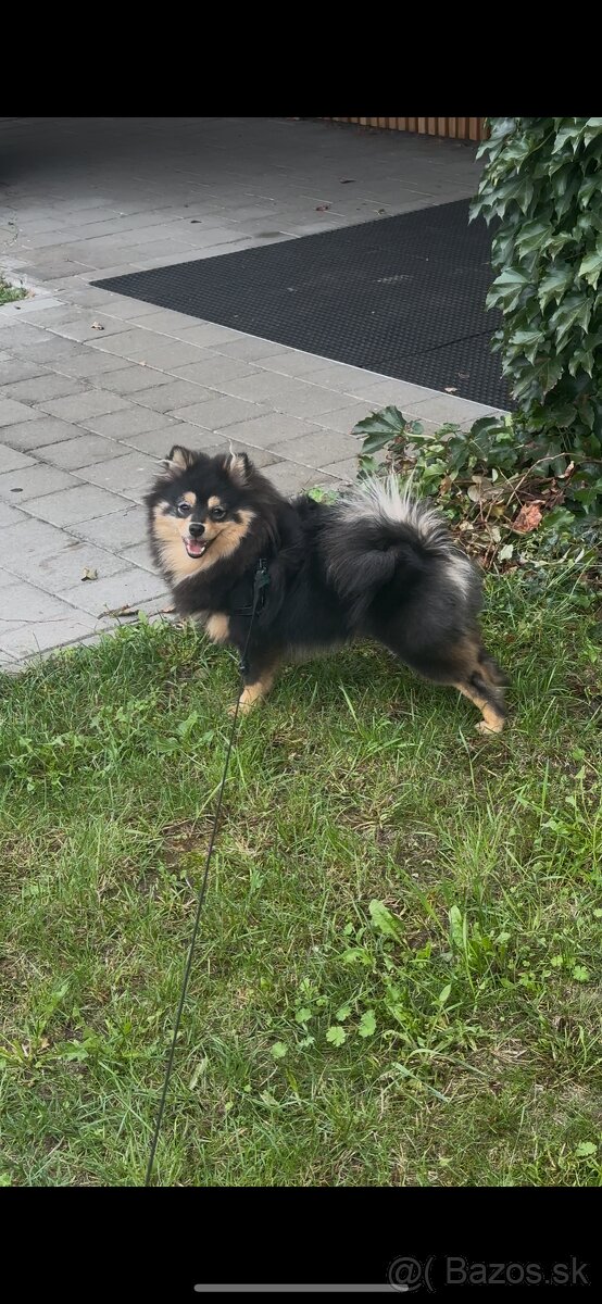 Na predaj: 9-mesačný Pomeranian - 4