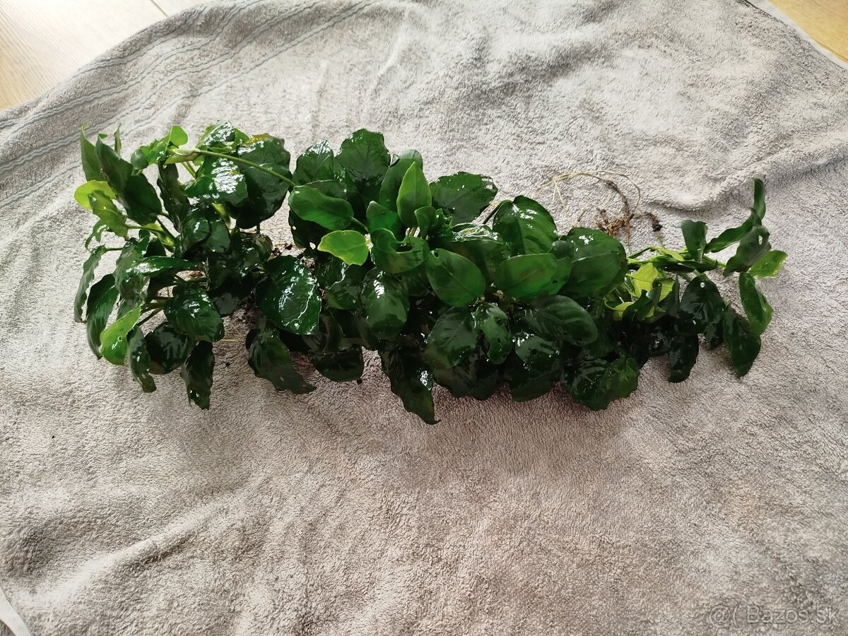 Predám veľké Anubiasy - 4