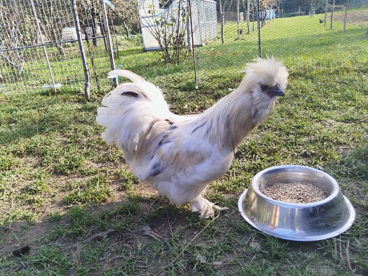 Kohúty Hodvabnicky - 4