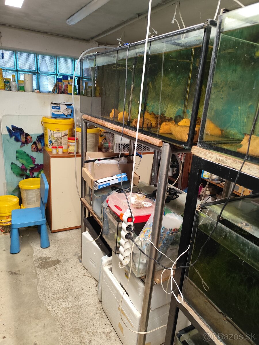 Predám chovnu - 4