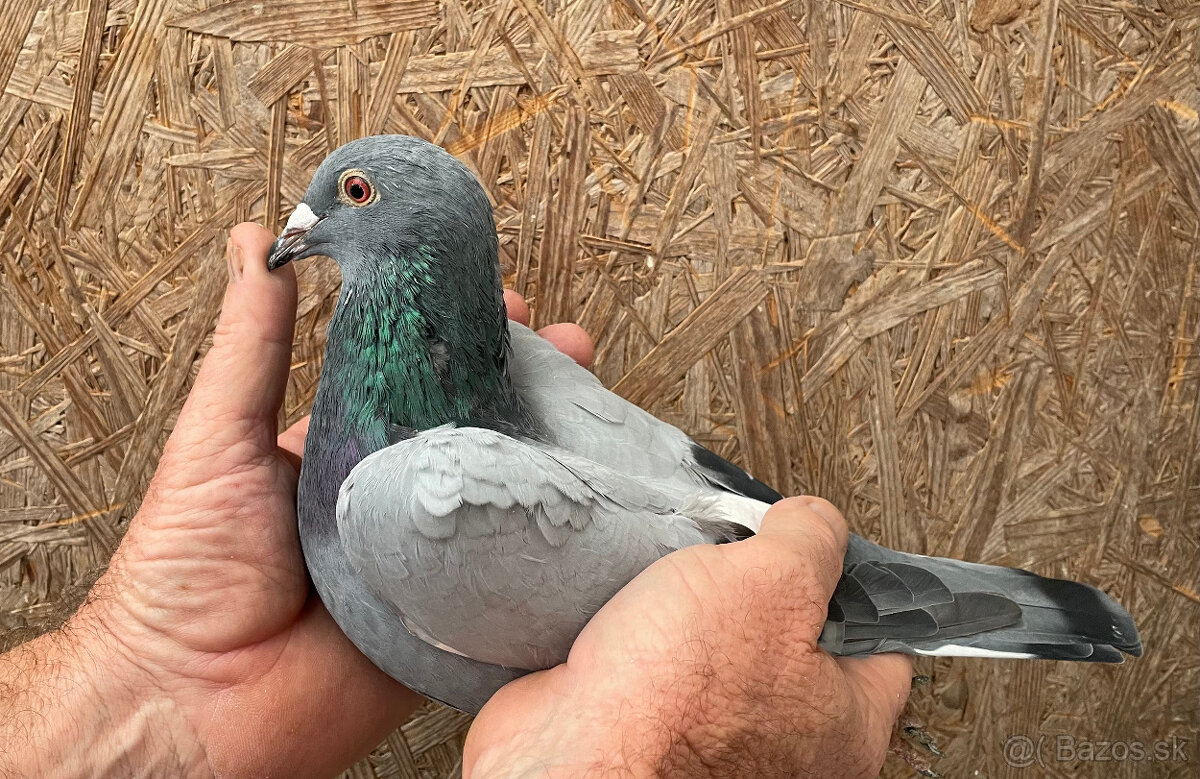 Poštové holuby - 4