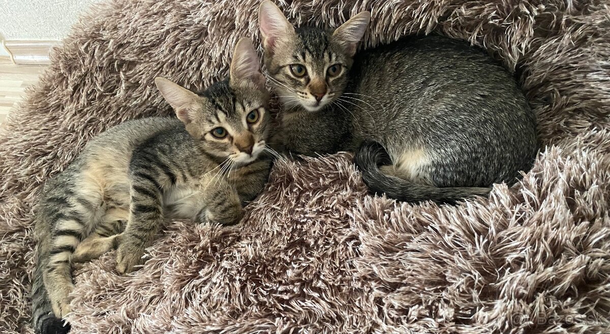 Zachranene maciatka - 4