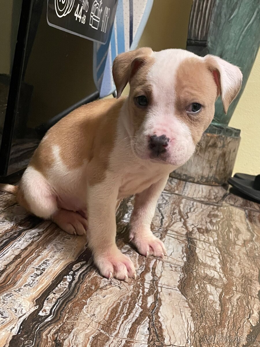 Americký stafordšírsky teriér, Amstaff, Staford - 4