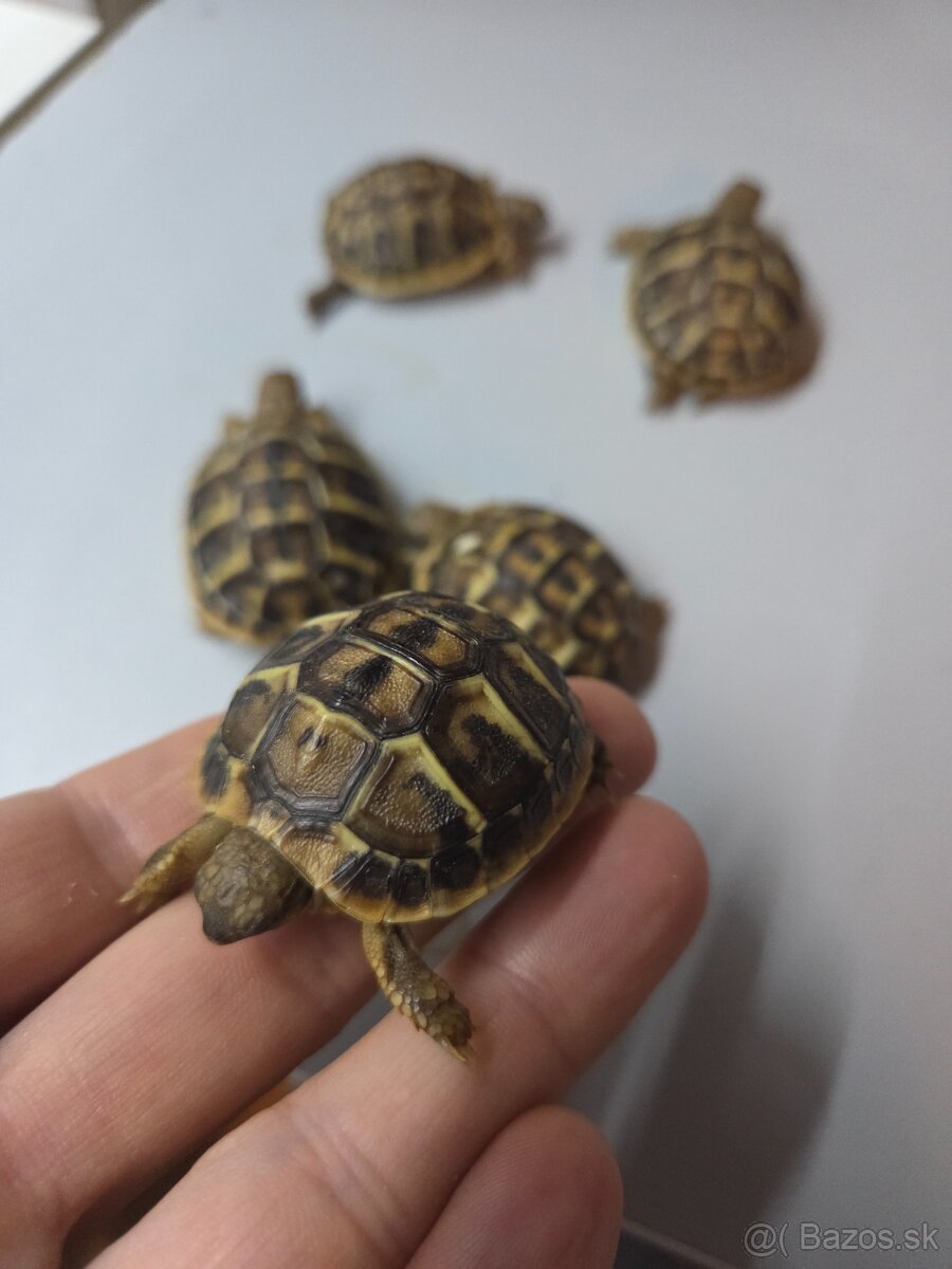 Suchozemska korytnačka zelenkasta - 4
