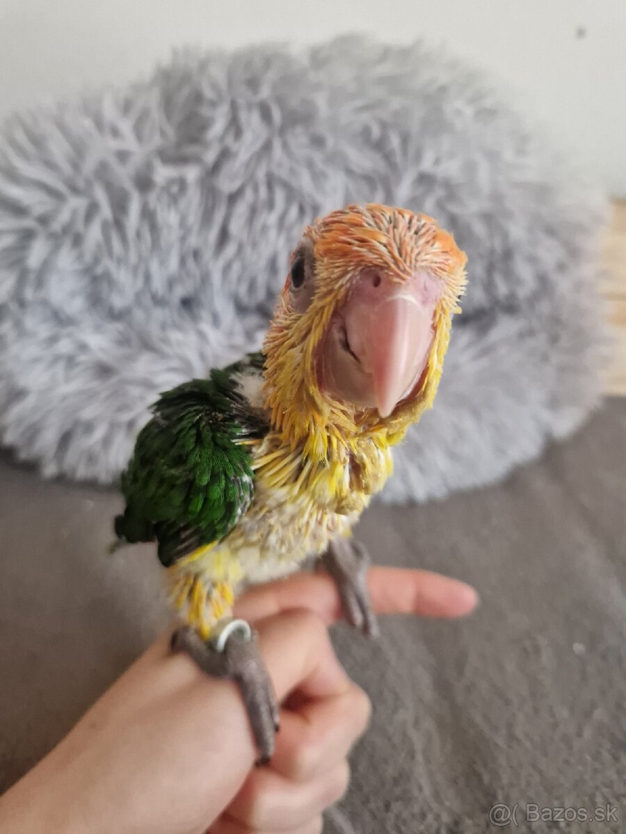 Amazonik bielobruchy - 4