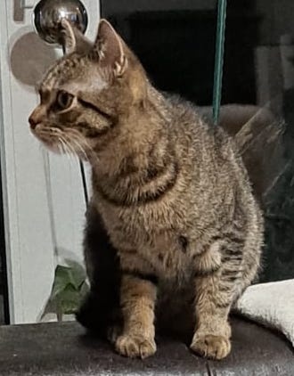 DARUJEM MAČIATKA - 4