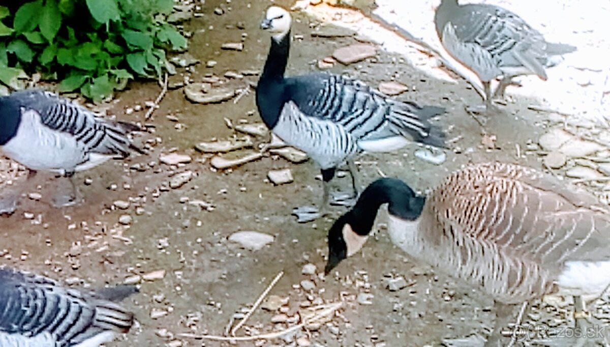 Bernikla Bielolíca / Kačica Mandarínska / Kanadská hus/ Husi - 4