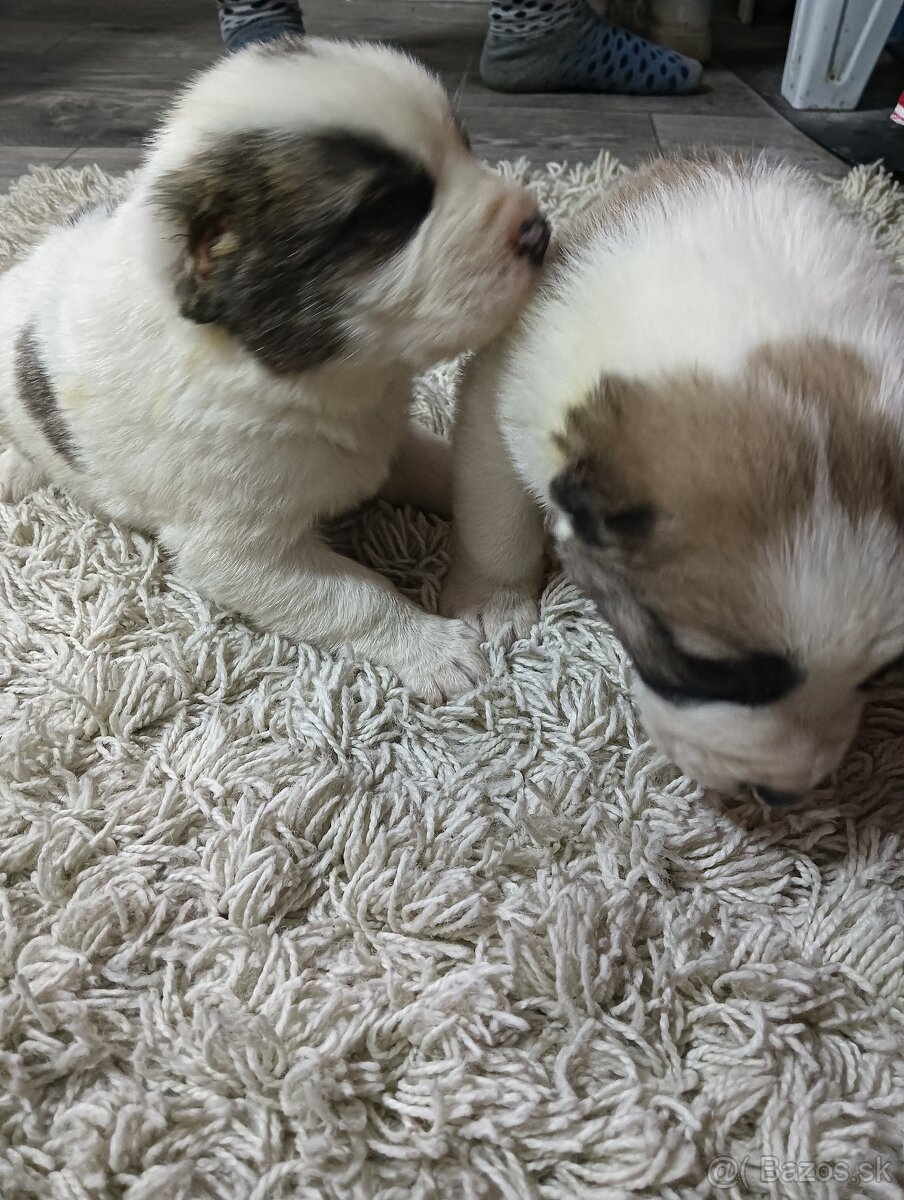 Stredo ázijské stenata - 4