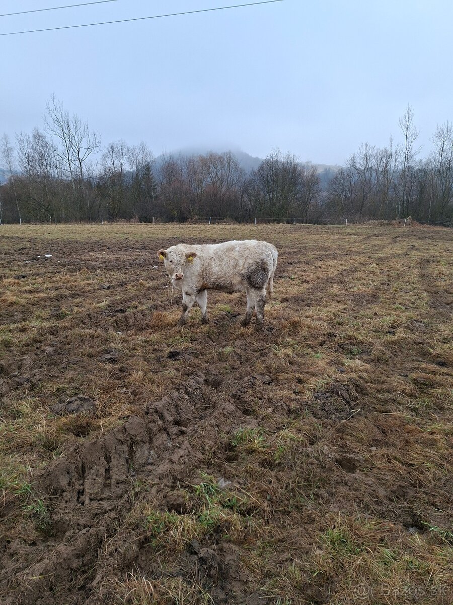 Charolais - 4