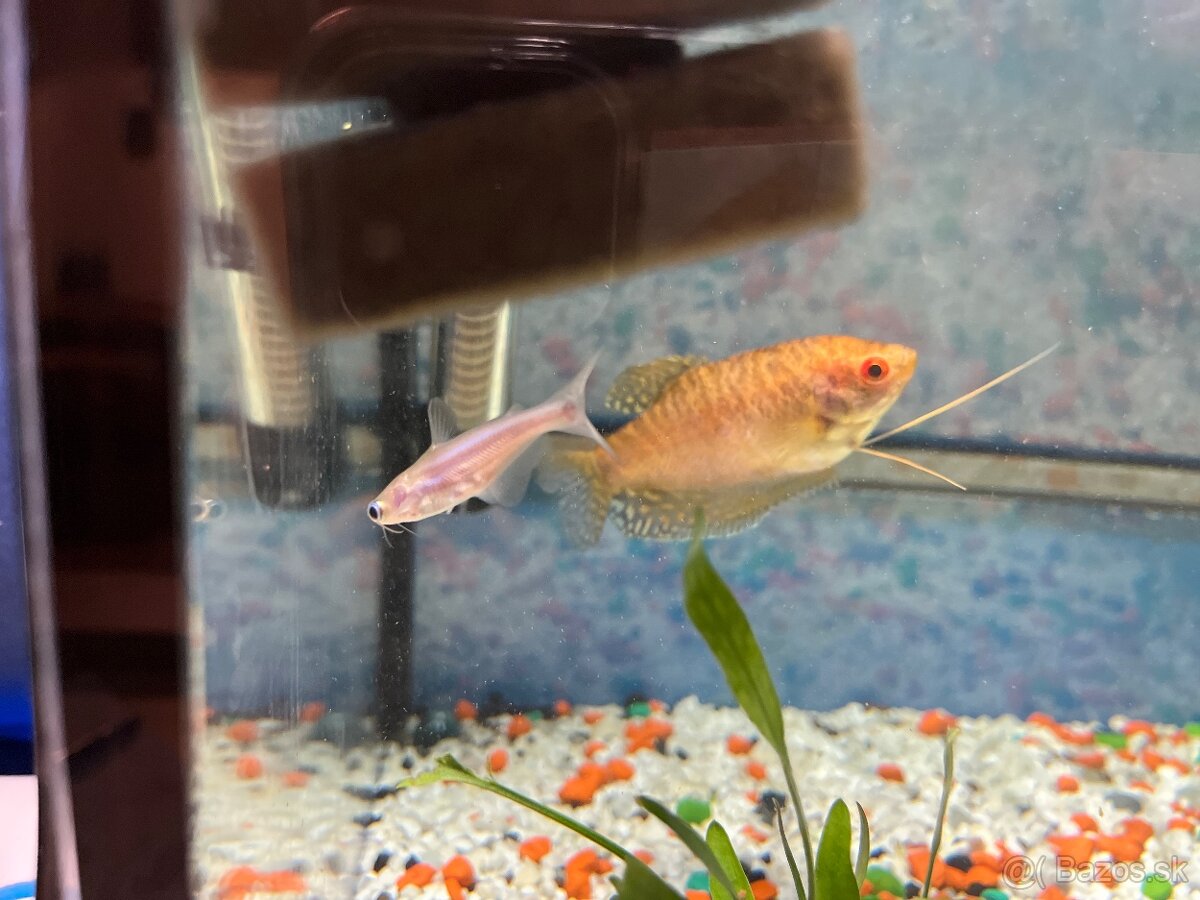 Sladkovodné akvarium - 4