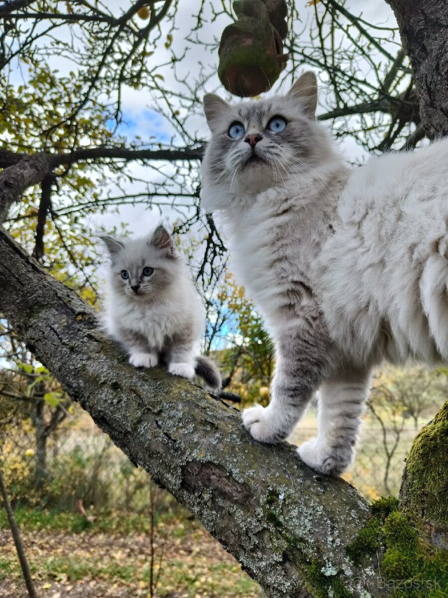 Kocúr ragdoll na krytie - 4