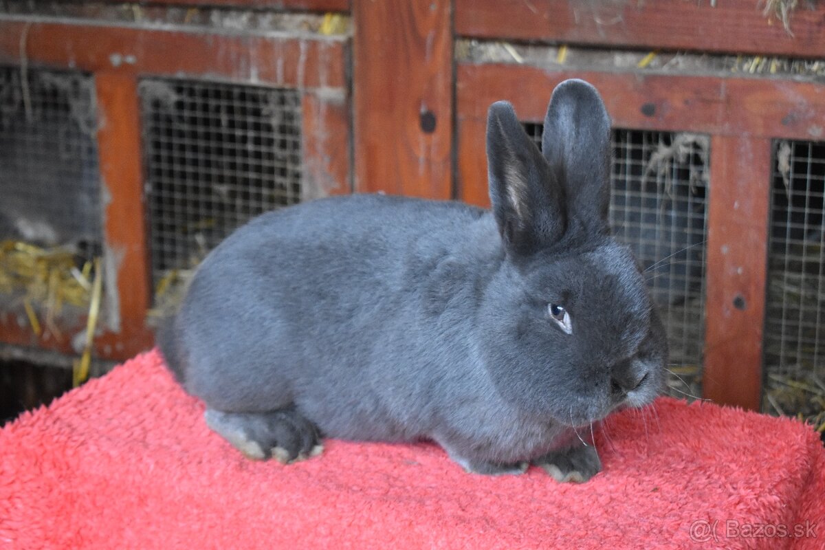 Predam Viedensky modry - 4