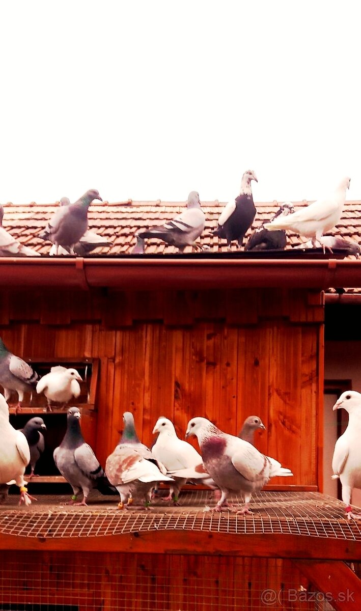 Poštové holuby samčeky - 4