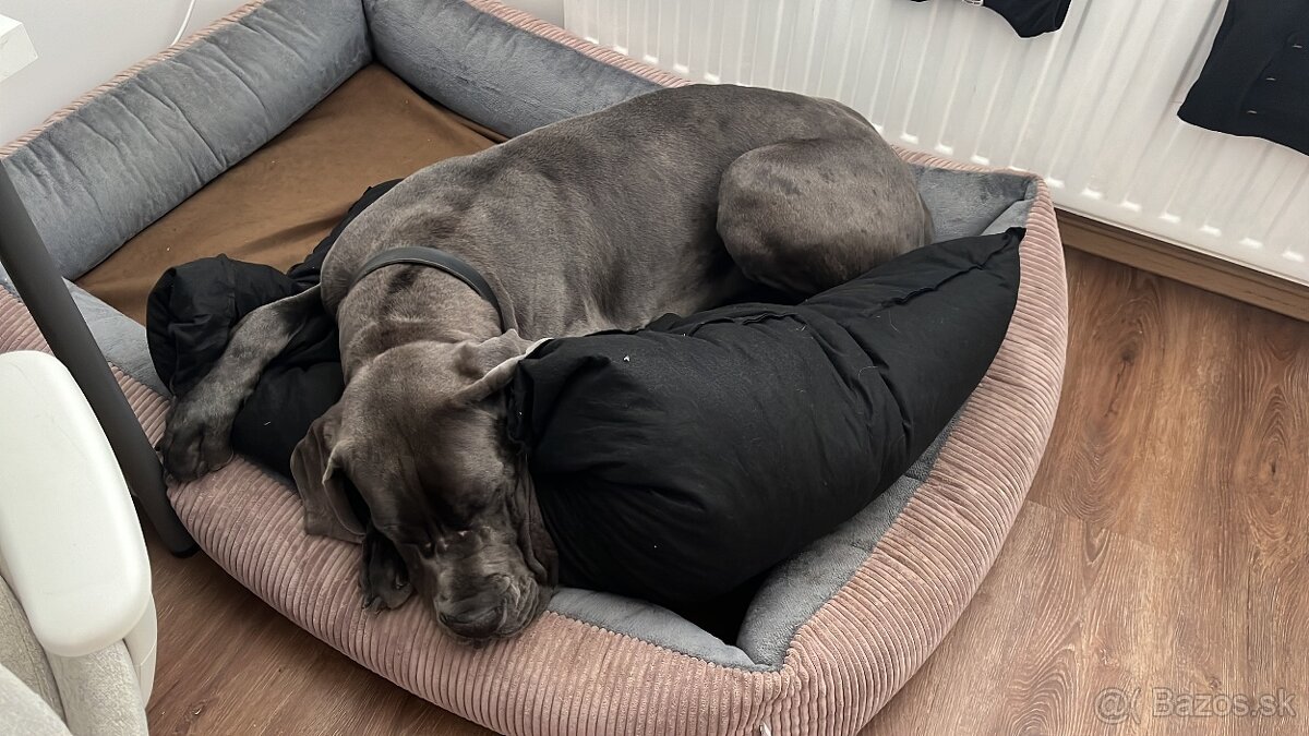 Predam XL pelech pre psa - 4