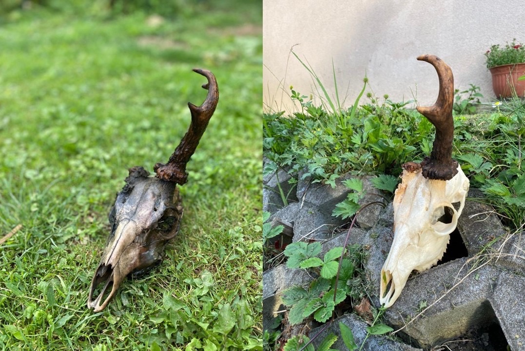 Vyváranie poľovníckych trofejí - 4