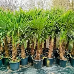Mrazuvzdorne palmy trachycarpus Fortunei - 4