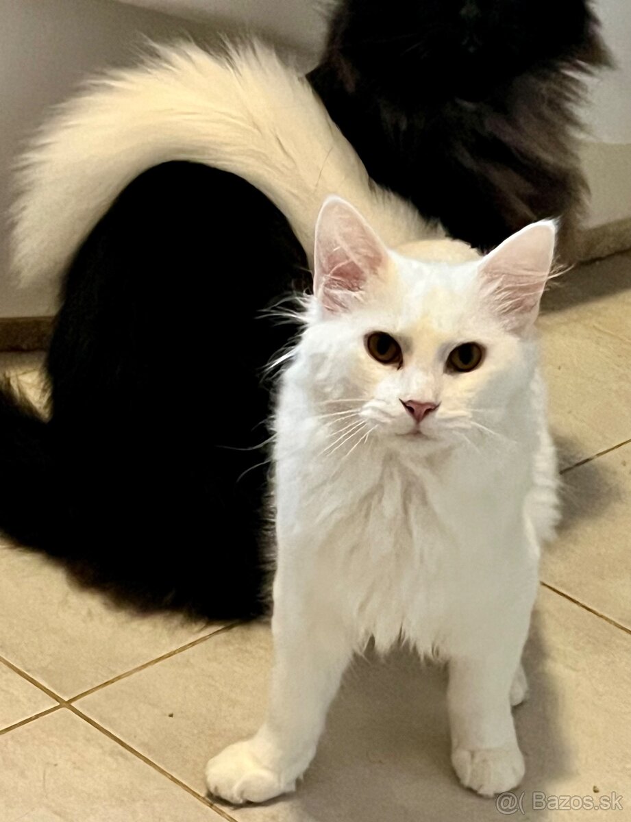 PREDÁM BIELEHO Maine coon - 4