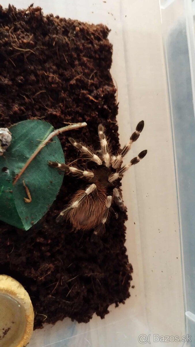 🕷️ Predám samice vtáčkarov – zdravĂ©, aktĂvne a krásne kusy - 4